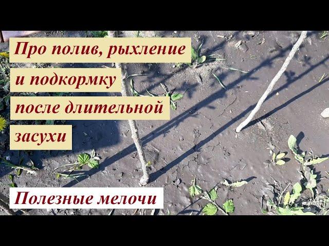 Полив, рыхление и подкормка после длительной засухи