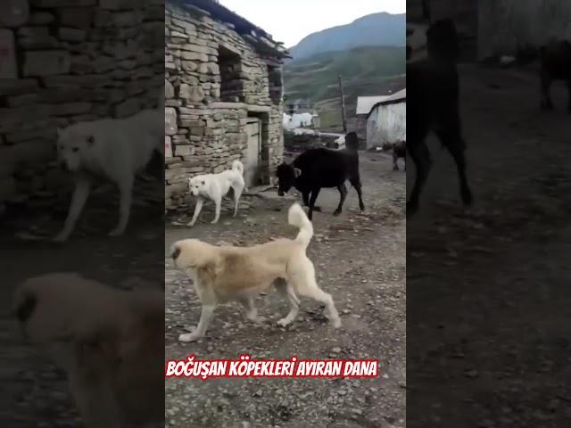 Koca yürekli Dana köpekleri ayırdı