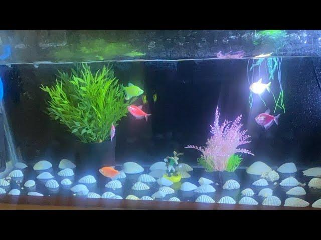 Live streaming! Fresh aquarium!! Relaxing water falls