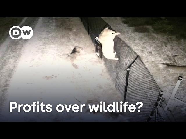 EU eases restrictions to shoot wolves | DW News