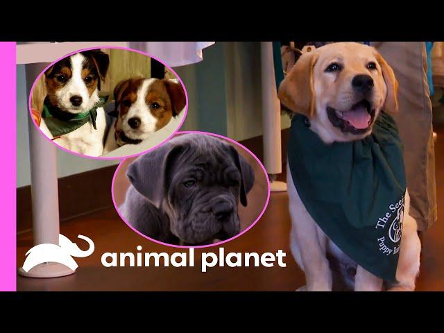 Adorable Puppies Get Ready For Their Future Careers | Too Cute!