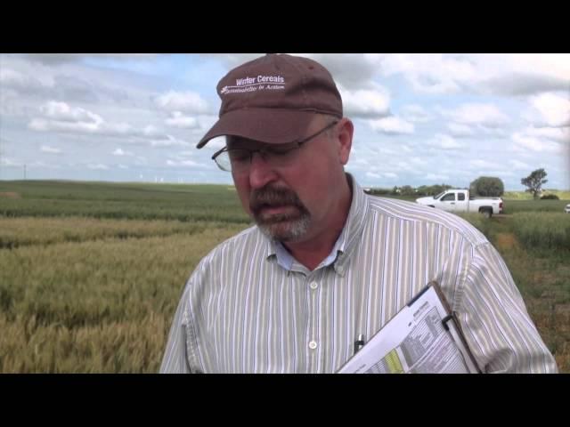 How Deep to Plant Winter Wheat