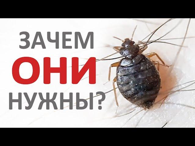 Для чего нужны постельные клопы и какая от них польза в природе?