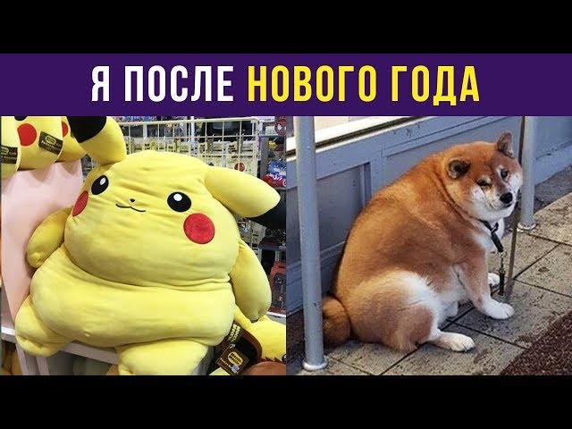 Приколы. Я после Нового года | Мемозг #63