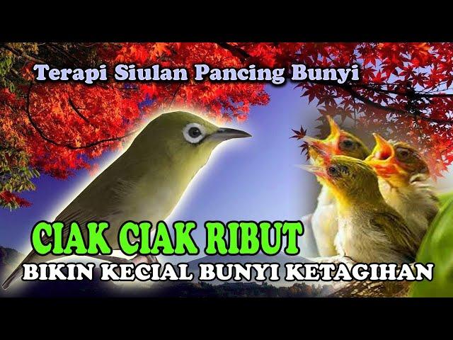 SIUALAN PANCING BUNYI CIAK CIAK RAME BIKIN GACOR