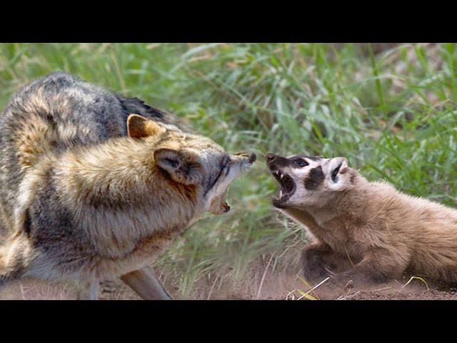 Even the Wolves avoid this BADGER! What is the American Badger capable of?