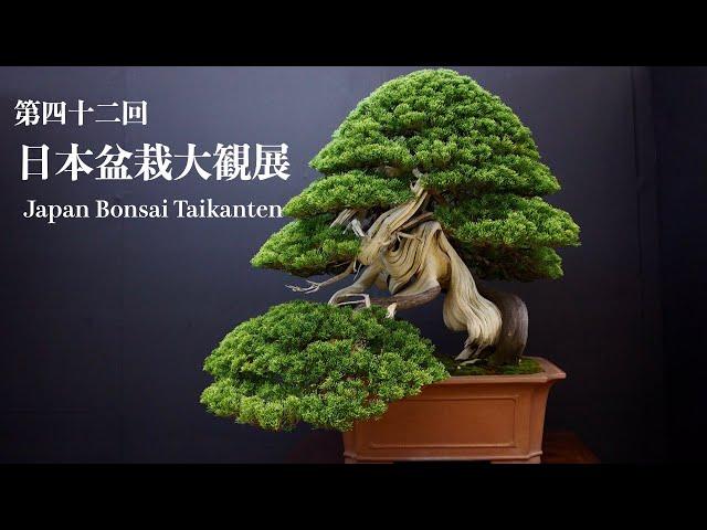 [4K LONG] Taikanten Bonsai Exhibition