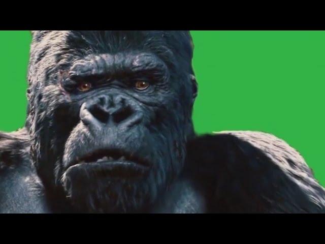 GREEN SCREEN GORILLA GETS MAD HD-animated