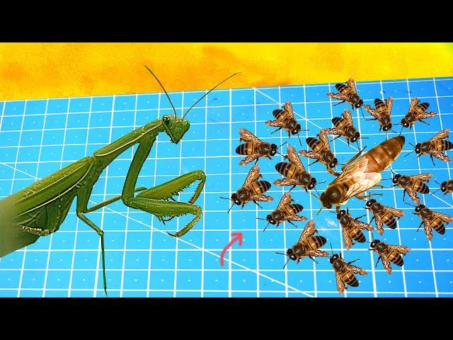 Will 100 BEES Protect a QUEEN BEE From a MANTIS