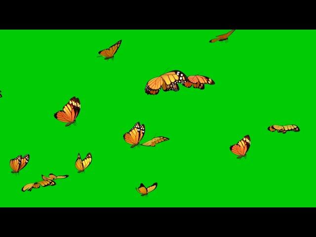 butterflies green screen || butterfly green screen video no copyright || Mondal Screen