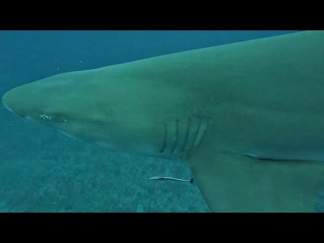 Up close and personal with a Shark.
