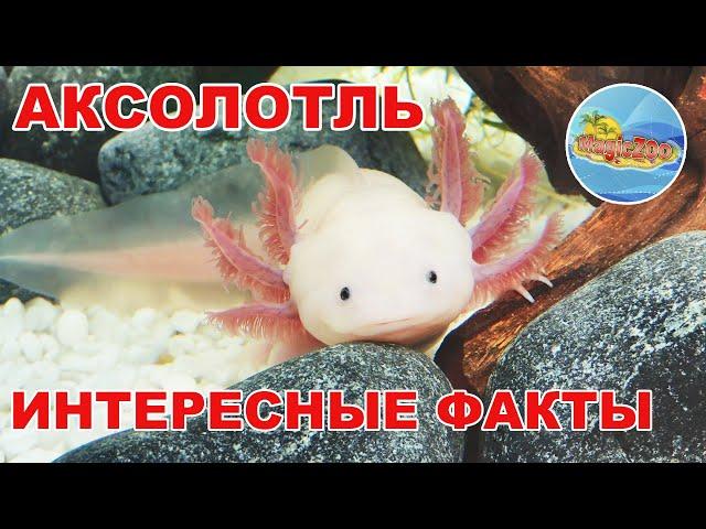 Аксолотль -Интересные факты | Кто такой AXOLOTL