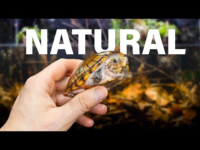 Recreating a Tiny Turtle's Natural Swamp Ecosystem