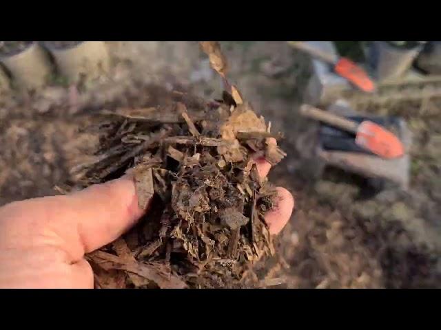 SUBSTRATO PARA ROSAS DO DESERTO - O BÁSICO QUE DÁ CERTO