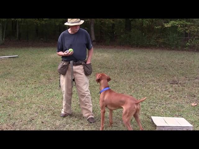 Retrieving to Hand - Positive Reinforcement Training - Jake (Vizsla)