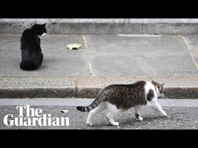 Larry the cat’s testy relationship with other animals