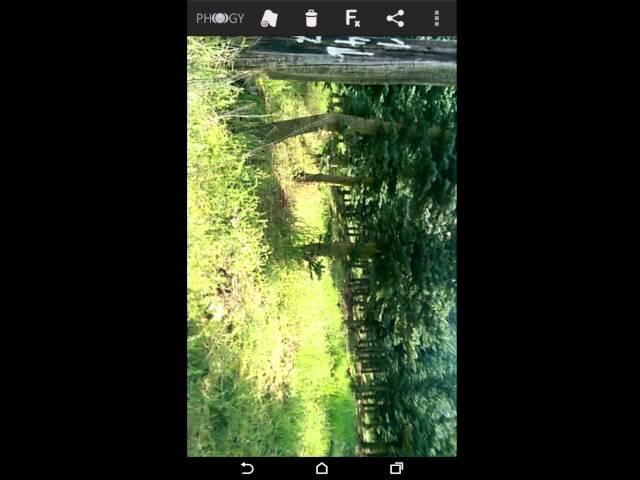 Phogy for Android