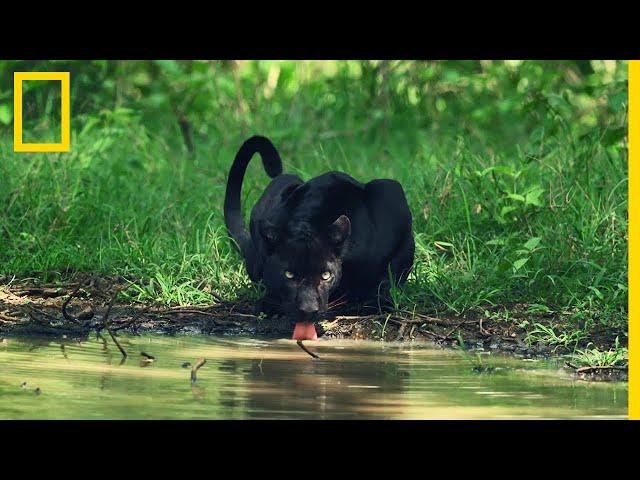 L'ombre, alliée la plus fidèle de la panthère noire