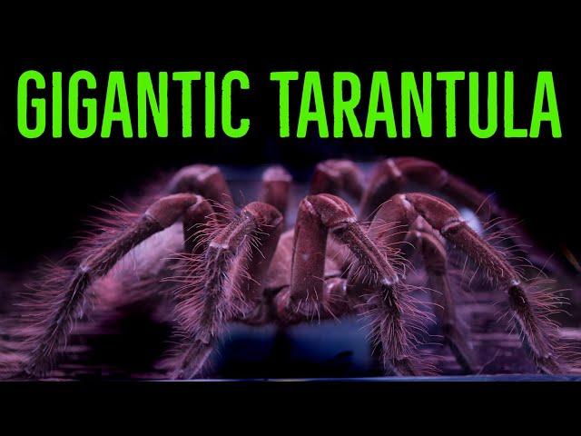 Goliath Birdeater (Theraphosa blondi/stirmi/apophysis) Care & Husbandry