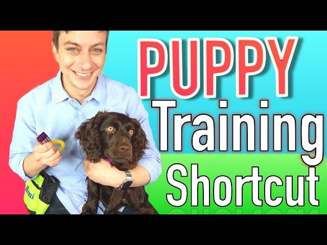 The Puppy Training Shortcut: Clicker Training Explained