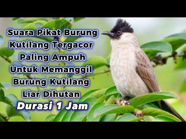 Suara Pikat Burung Kutilang Gacor Sangat Cocok Untuk Memanggil Kutilang Liar Dihutan Durasi 1 Jam