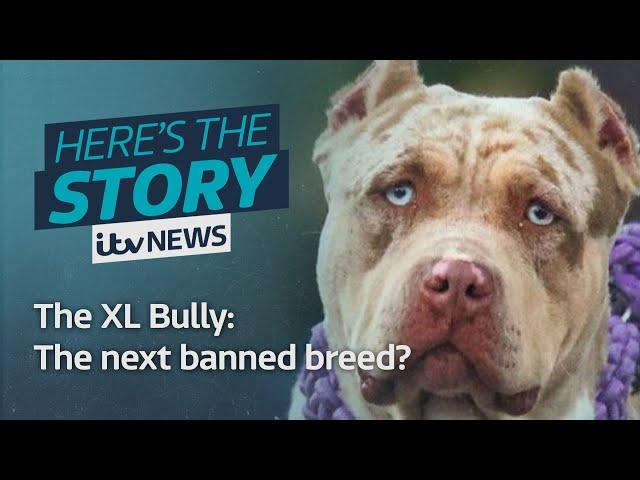 The XL Bully: The next dogs to become a banned breed? | ITV News