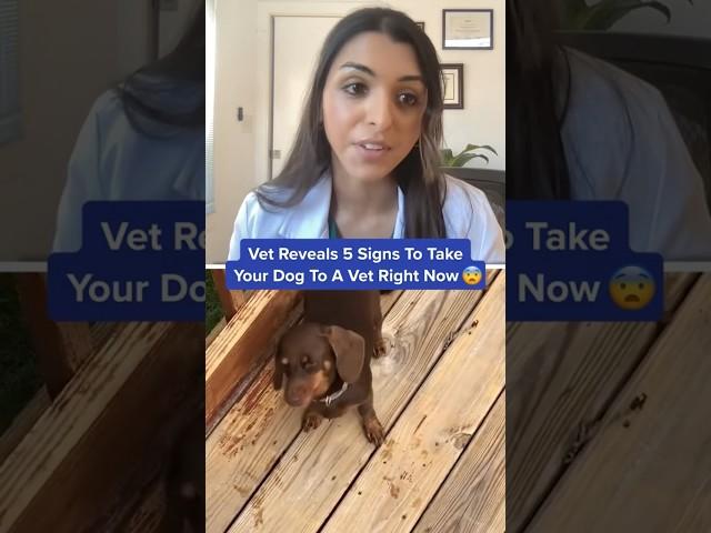 Vet Reveals 5 Signs To Take Your Dog To A Vet Right Now  #shorts
