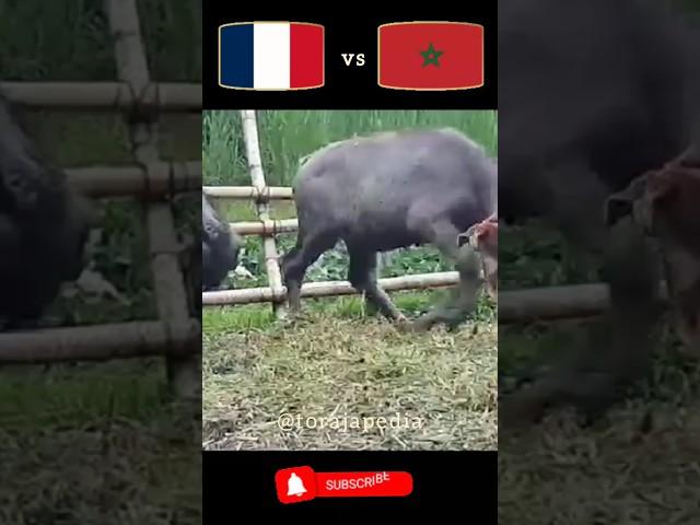 France vs Morocco (just 4 fun) #shorts #shortsfifaworldcup #qatar2022 #memes