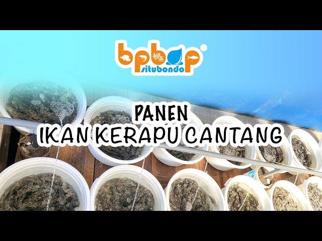 Panen Ikan Kerapu Cantang || BPBAP Situbondo