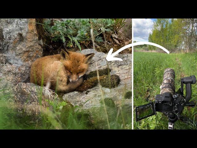 A Year of Nature & Wildlife Photography in Sweden