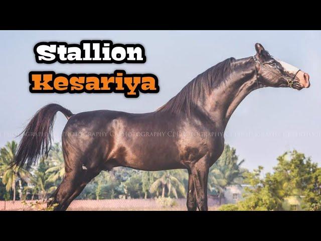 मारवाड़ी अश्व केसरिया | Stallion Kesariya - Vajapar Stud Farm Jamnagar !!