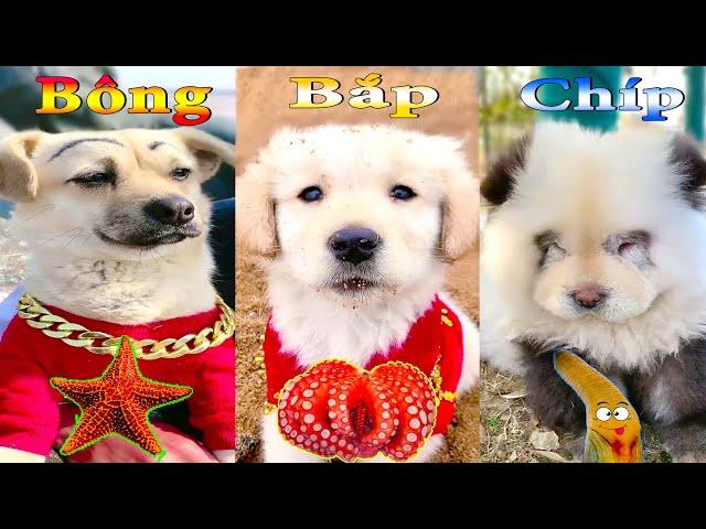 Thú Cưng TV | Dương KC Pets | Bông Bé Bỏng Bắp Chíp Ham Ăn #35 | chó vui nhộn | funny cute