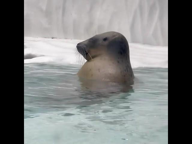 Seal video archive museum: he waiting 4 u 