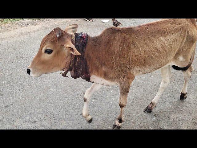 Mother's love helps calf heal from horrific wound.