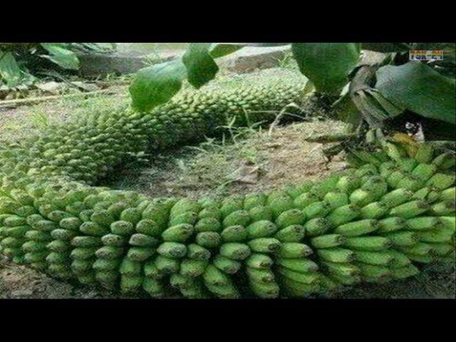 WOW! Strange Banana trees - Amazing Agriculture Technology