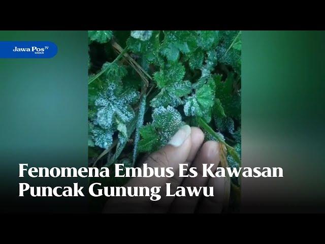 MAGETAN - Fenomena Embus Es Kawasan Puncak Gunung Lawu