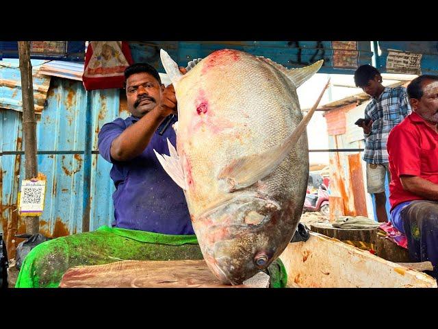 KASIMEDU  SPEED SELVAM | 17 KG BIG TREVALLY FISH CUTTING VIDEO | IN KASIMEDU | FF CUTTING 