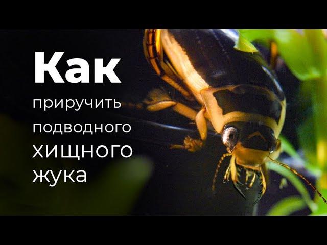 МЫ СДЕЛАЛИ АКВАРИУМ ДЛЯ ПЛОТОЯДНОГО ЖУКА