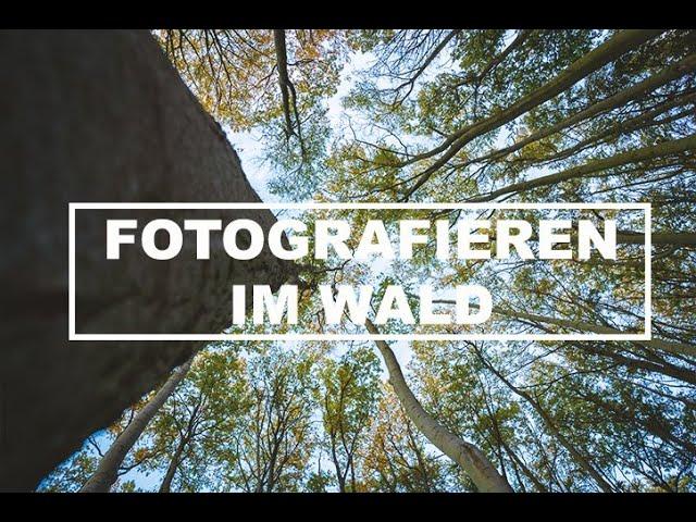 4 Tipps zum fotografieren im Wald | Fotografieren lernen
