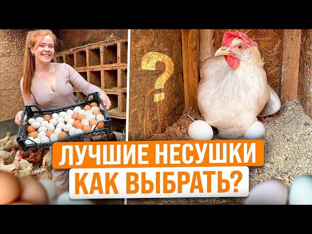 КАК ПРАВИЛЬНО ВЫБРАТЬ МОЛОДЫХ КУР НЕСУШЕК НА ЯЙЦО? Про уход и содержание от А до Я