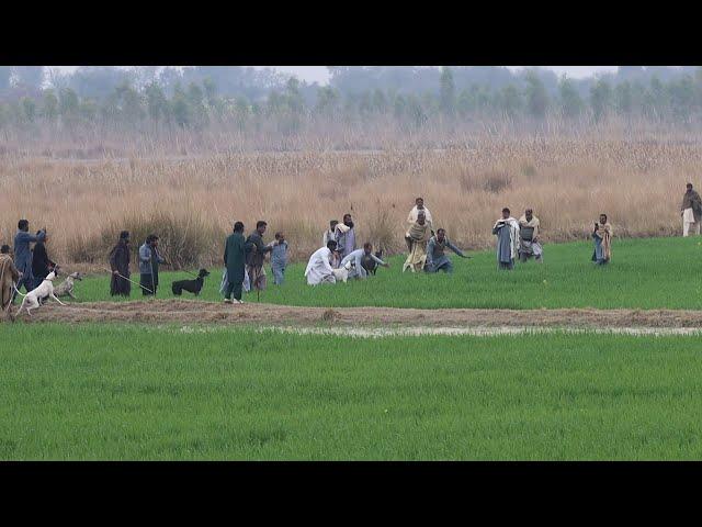 Khargosh Ka Videos | greyhound dog | Rabbit Dog  | Hare speed | Hunting of Hare | Kutta | Dog Dog