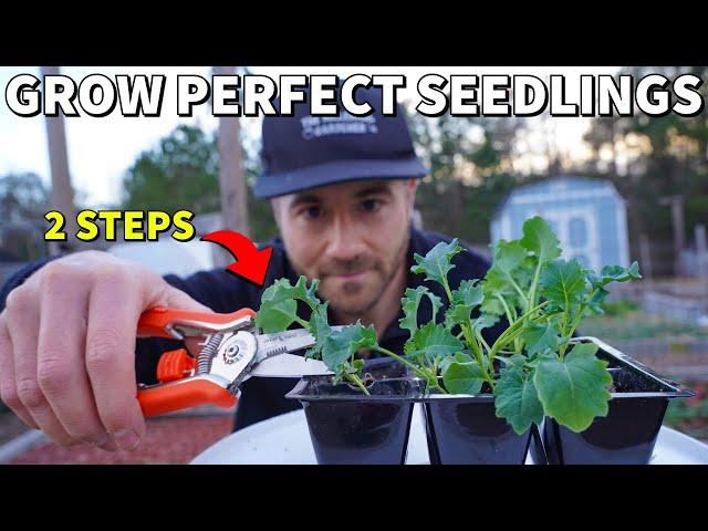 This Easy Method GUARANTEES Healthy Transplants For Your Garden!