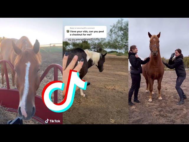 The Best HORSE  TikTok Compilation #79