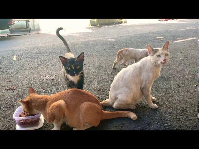 Cute cats family hanging out