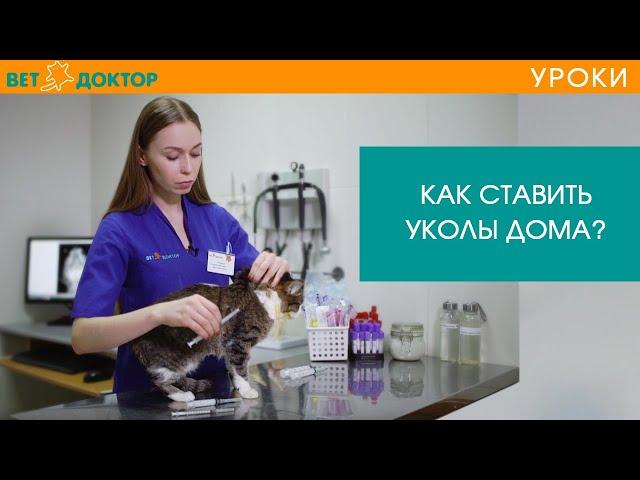 Как правильно сделать укол кошке или коту в бедро или холку. Подкожная инъекция в домашних условиях