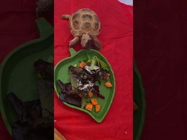 Lady having breakfast  #tortoise #pets #love #animals