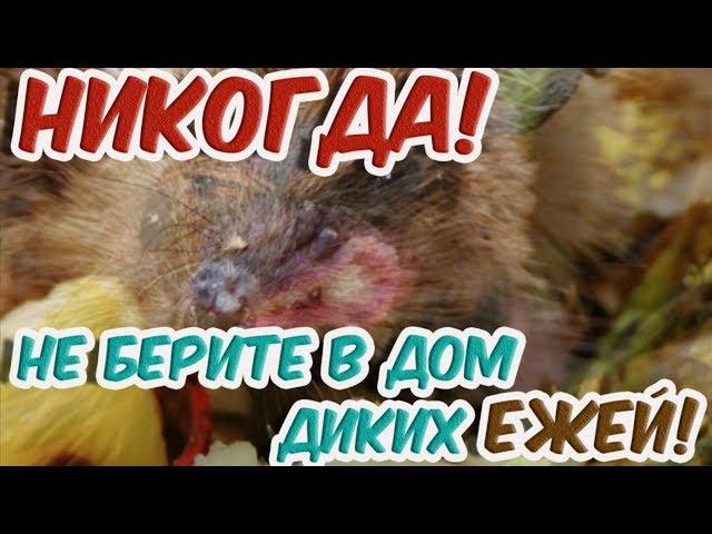 Это полезно знатьНИКОГДА НЕ БЕРИТЕ В ДОМ ДИКИХ ЕЖЕЙ!