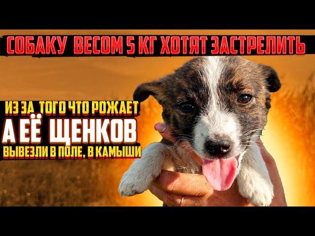 СОБАКУ ВЕСОМ 5 КГ ХОТЯТ  ЗАСТРЕЛИТЬ  | А ЕЕ ЩЕНКОВ  ВЫВЕЗЛИ В КАМЫШИ ГДЕ НЕТ ЛЮДЕЙ