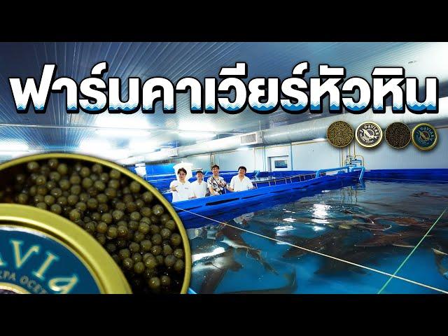 The One and Only Caviar Farm in Thailand 