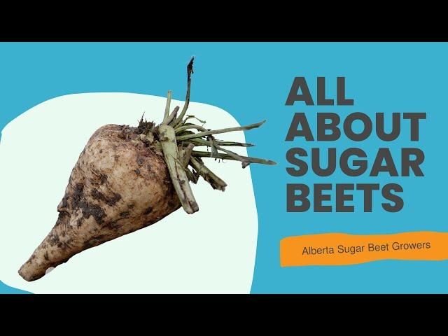 All About Sugar Beets (2/3) - Alberta Sugar Beet Growers